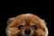 Close-up Face peek Cute Red Pomeranian Spitz Puppy isolated Black