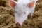 Close up face of pigs in organic rural farm agricultural. Livestock industry