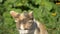 Close-up. face portrait of a homeless white-red cat