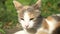 Close-up. face portrait of a homeless white-red cat