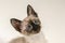 Close up face of purebred Thai Siamese cat with blue eyes sitting on white background. Cute eight weeks young Siamese kitten.