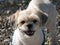 Close up of face of a Shihtzu dog