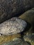 Close up face shot of giant salamander