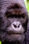 Close up of the face of a silverback mountain gorilla