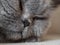 Close-up of face of sleeping tired gray British shorthair cat.