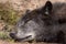 Close up face of sleeping Wolf (Canis lupus) on the ground.