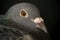 Close up face of speed racing pigeon bird,head shot on black