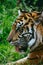 Close up face Sumatran tiger in the wild