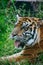 Close up face Sumatran tiger in the wild