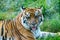 CLose up face Sumatran tiger in the wild