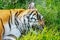 CLose up face Sumatran tiger in the wild