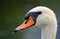 Close up of the face of a swan after a swim on a green background