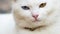 Close up face thai white cat