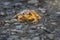 Close up face view of a Common Frog Rana temporaria in a patch of sunlight UK