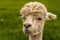 A close-up, face view of a recently sheared, apricot coloured Alpaca in Charnwood Forest, UK on a spring day