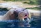 Close up face of walrus floating in deep blue water