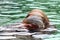 Close up face of walrus floating in the water, toned