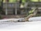 Close up face of Water monitor on ground Varanus salvator