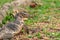 Close up face of Water monitor Varanus salvator on natural field