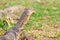 Close up face of Water monitor Varanus salvator open mouth and l