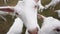 Close-up face of white goat eating grass in slow motion outdoors with blurred flock at background. Farm animal chewing