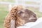 Close up face of young long wool shaggy brown sheep in the farm