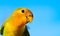 Close up faced green-yellow lovebird