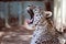 Close up facial portrait of an adult Asian leopard yawning