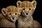 Close up on a facing three months old cheetah cubs, animals, wildlife