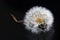 Close-up of a faded dandelion on a black background