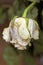 Close up of faded dry white rose. Withered flower. Tinted photo