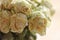 Close up of faded dry white rose. Withered flowers. Macro and se