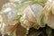 Close up of faded dry white rose. Withered flowers. Tinted photo