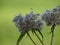 Close up of faded fluffy flowers of the  Eupatorium cannabium with a green background