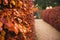 Close up fading falling yellow-gold, orange leaves on the branches of bush plant wall. Late autumn. Garden or park rows of bushes