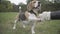 Close-up of faithful beagle and unrecognizable woman shaking paw. Beautiful domestic animal with Caucasian female owner