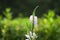 Close-up of Fake faucet flower outdoors