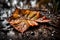 A close-up of a fallen leaf on the ground soaked with raindrops in the autumn