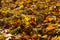 Close-up of fallen leaf of maple tree glowing in sunlight