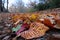 close-up of fallen leaves, with the changing seasons in the background