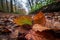 close-up of fallen leaves, with the changing seasons in the background