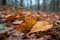 close-up of fallen leaves, with the changing seasons in the background