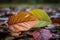 close-up of fallen leaves, with the changing seasons in the background