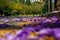 Close-up of fallen violet jacaranda flowers on a road yellow marking - Macro shot, Selective focus