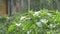 Close up falling raindrops water on green crape jasmine tree plants leaf. Summer Monsoon Rain drops on Green Tree leaves.