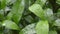 Close up falling raindrops water on green crape jasmine tree plants leaf. Summer Monsoon Rain drops on Green Tree leaves.