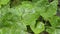 Close up falling raindrops water on green Pumpkin tree plants leaf. Summer Monsoon Rain drops on Green Tree leaves. Beautiful