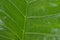 Close up of falling raindrops of water on green vascular plants leaf. Summer Monsoon Rain drops on Green Tree leaves. Beautiful