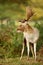 Close up of a Fallow Deer in the fern field