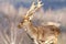 Close up of fallow deer stag in a clearing